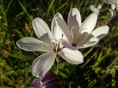Sparaxis grandiflora