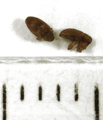 Peristoreus fulvus