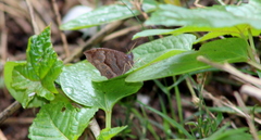 Lepidoptera