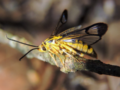 Sesiidae