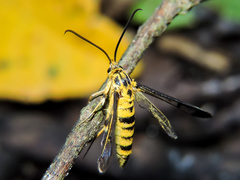 Sesiidae