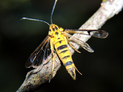 Sesiidae