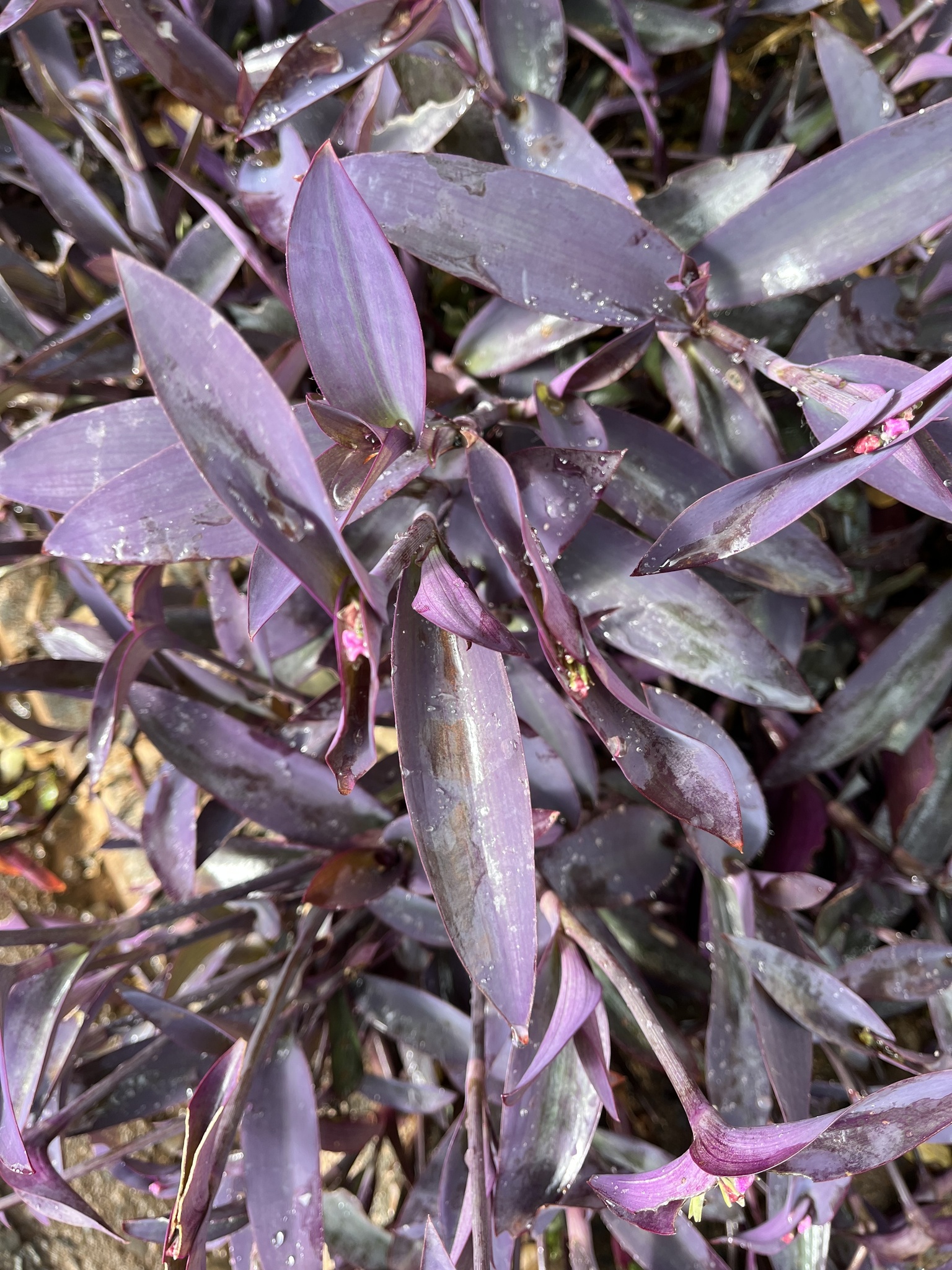 Tradescantia pallida