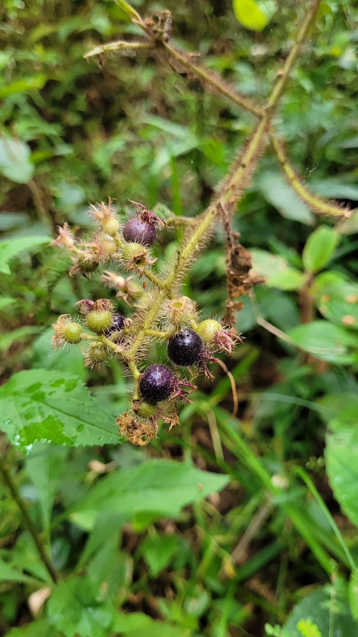 Miconia australis
