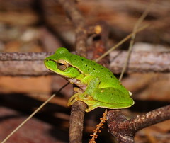 Ranoidea barringtonensis