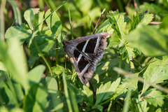 Grammodes bifasciata