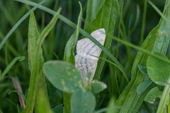 Scopula nigropunctata