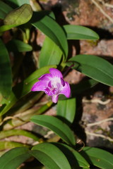 Dendrobium kingianum