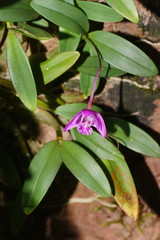 Dendrobium kingianum