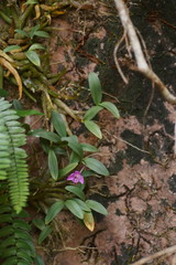 Dendrobium kingianum