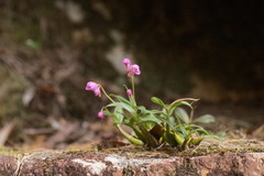 Dendrobium kingianum