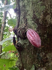 Theobroma cacao image