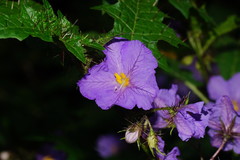 Solanum vicinum
