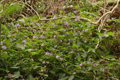 Solanum vicinum
