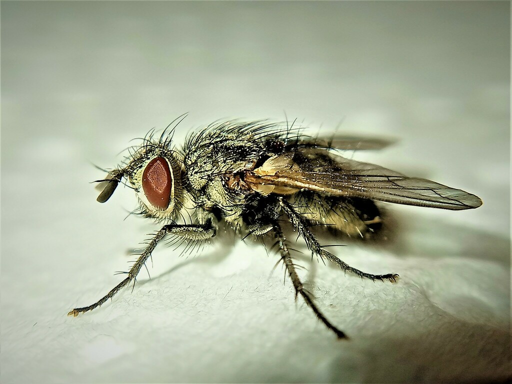 Phryxe caudata