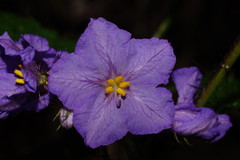 Solanum vicinum