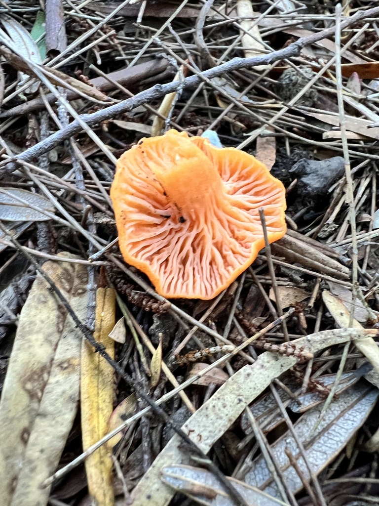 Australian chanterelle from DouglasApsley National Park, Douglas