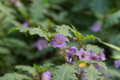Solanum vicinum