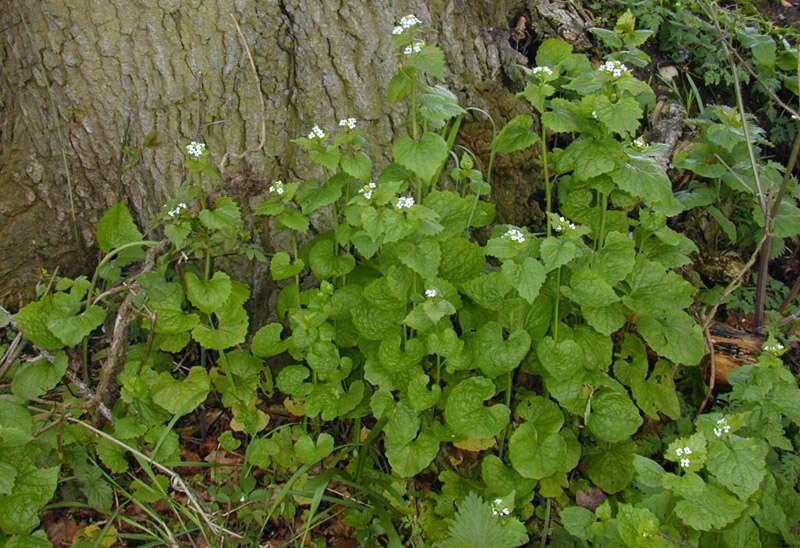 Garlic Mustard (Indiana Pesticide Plants) · iNaturalist