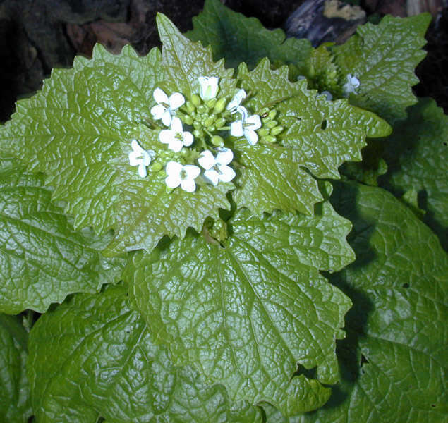 Garlic Mustard (Indiana Pesticide Plants) · iNaturalist
