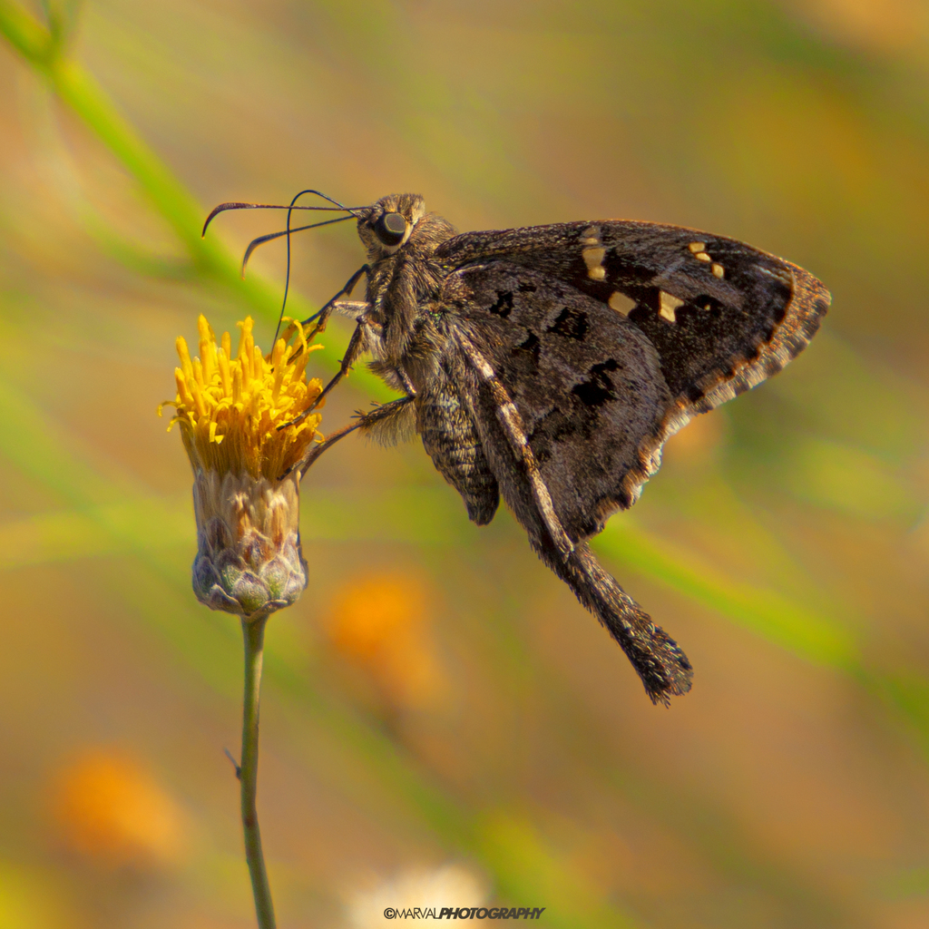 Dorantes Longtail