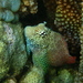Leopard Blenny - Photo (c) David Renoult, some rights reserved (CC BY-NC), uploaded by David Renoult