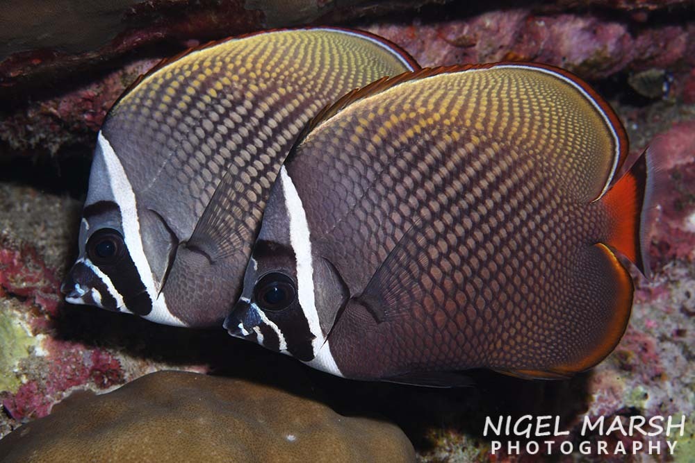 Brown Butterflyfish