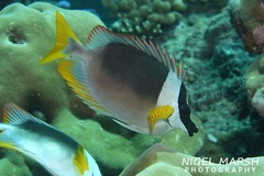 Andaman Fox-Face photo 4