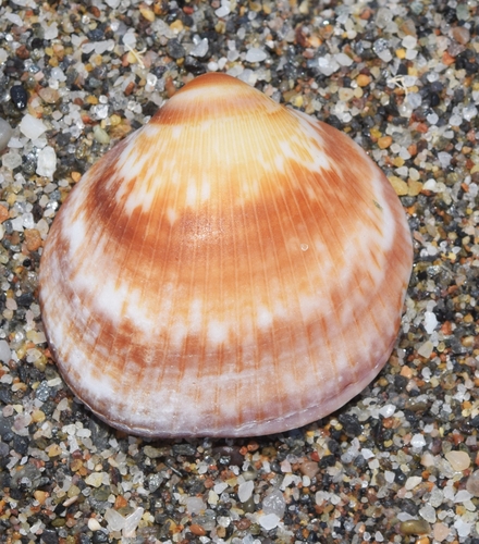 European Bittersweet Clam