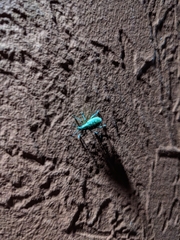 Exophthalmus jekelianus image