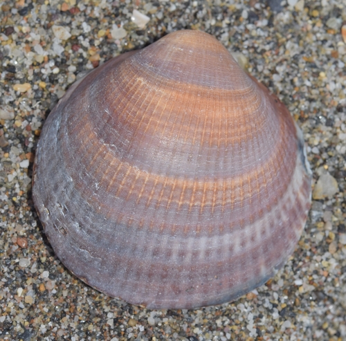 Representative image of Glycymeris nummaria