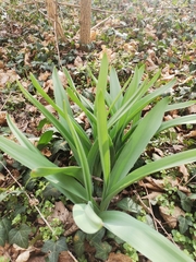 Allium stipitatum, photograph (c) Daniel Ellehammer Larsen, some rights reserved (CC BY)