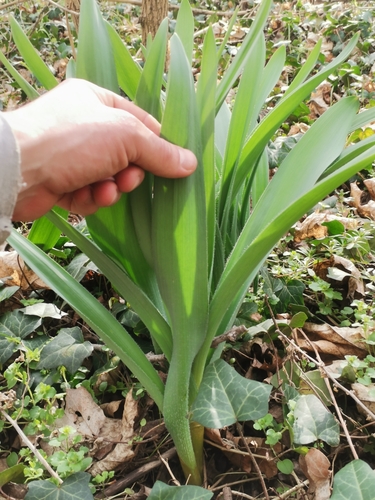 Image of Allium stipitatum by (c) Daniel Ellehammer Larsen, some rights reserved (CC BY)
