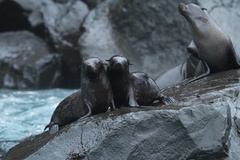 Arctocephalus galapagoensis