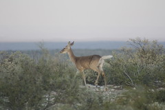 Odocoileus virginianus texanus