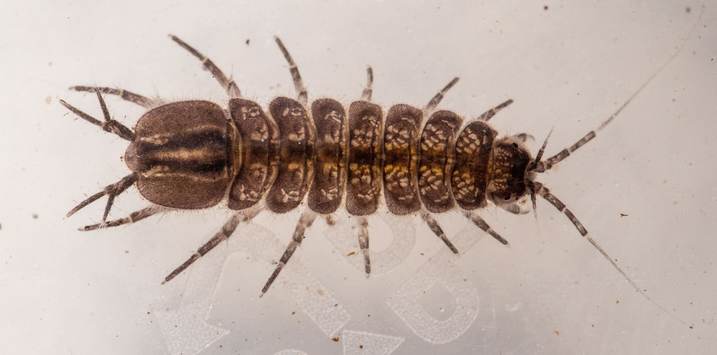 Tomales Bay isopod
