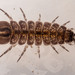 Tomales Bay Isopod - Photo (c) Oonagh, some rights reserved (CC BY-NC), uploaded by Oonagh