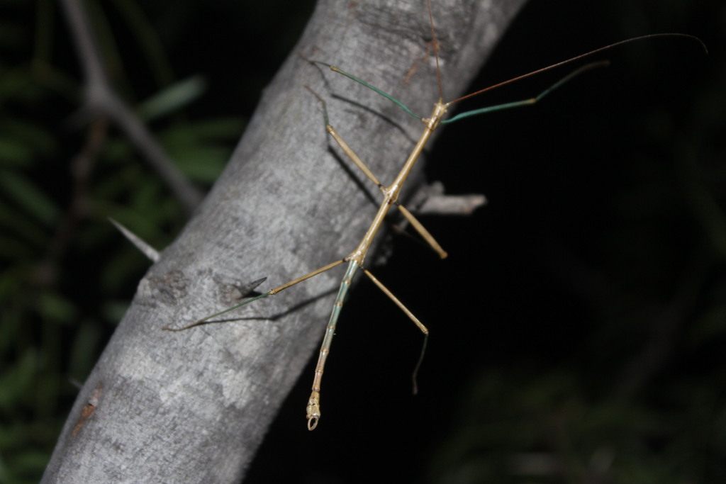 Coville's Walkingstick
