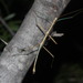 Creosote Bush Walkingstick - Photo (c) Juan Cruzado Cortés, some rights reserved (CC BY-SA), uploaded by Juan Cruzado Cortés