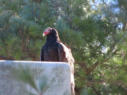 Turkey Vulture photographed in New Jersey