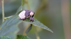 Sternuchopsis trifida