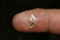 Idaea gemmata