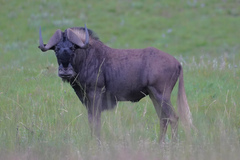 Black Wildebeest photo 3