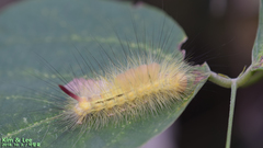 Calliteara pseudabietis