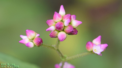 Persicaria thunbergii