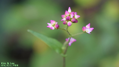 Persicaria thunbergii