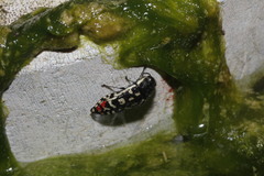 Acmaeodera paradisjuncta