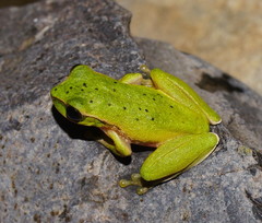 Ranoidea barringtonensis
