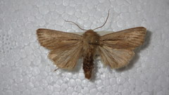 Leucania comma