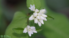 Persicaria thunbergii